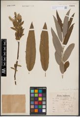 Foto von Salix dasyclados Wimm.